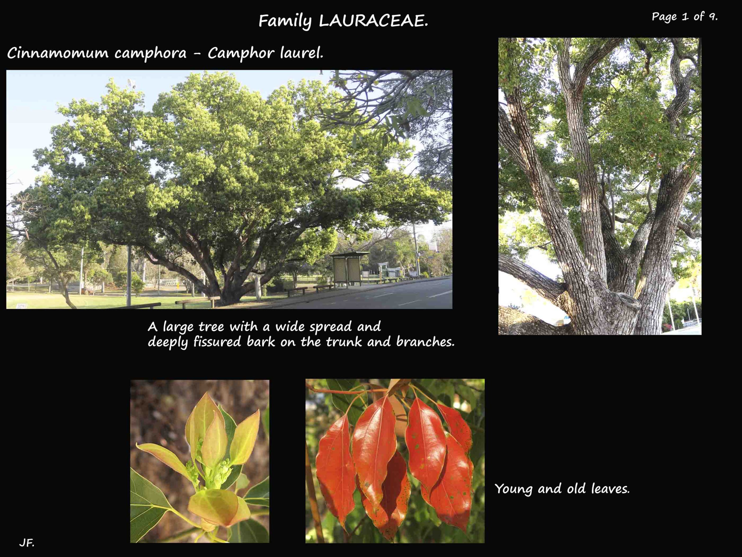 1 Camphor laurel tree & Autumn leaves